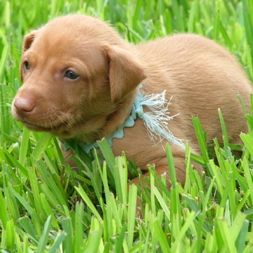 Pup in Grass