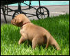 Pup in Grass, the Sequel