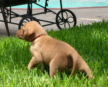 Pup in Grass, the Sequel