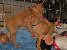 Baby Kacey & Boo