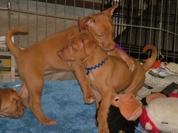 Baby Kacey & Boo