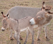 Momma and Baby