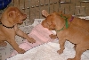 Sibling rivalry!