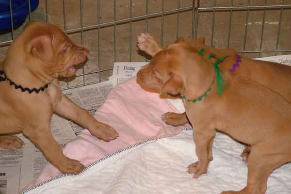 Sibling rivalry!