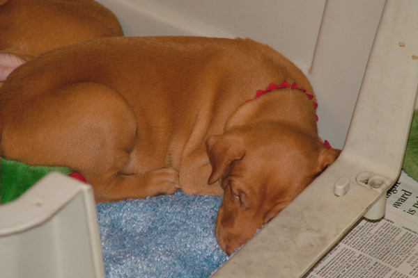 Sleepin' Red String