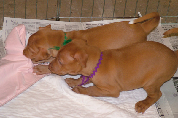 Sisters at play
