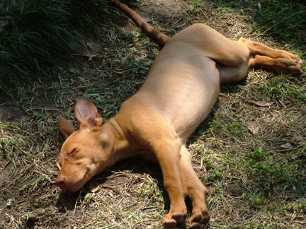 Precious Sleepin' Girl