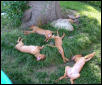 Chillin' in the Backyard