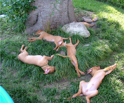 Chillin' in the Backyard