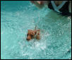 the new Esther Williams?