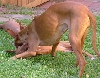 Takedown!