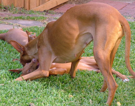 Takedown!