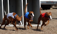 straight track racing in TX