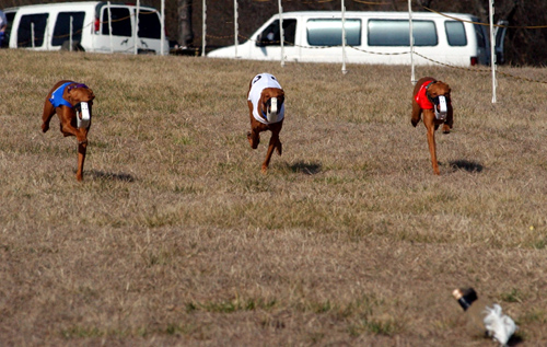 straight track racing in TX