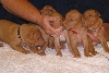 Family o' Five (Icey's pups)