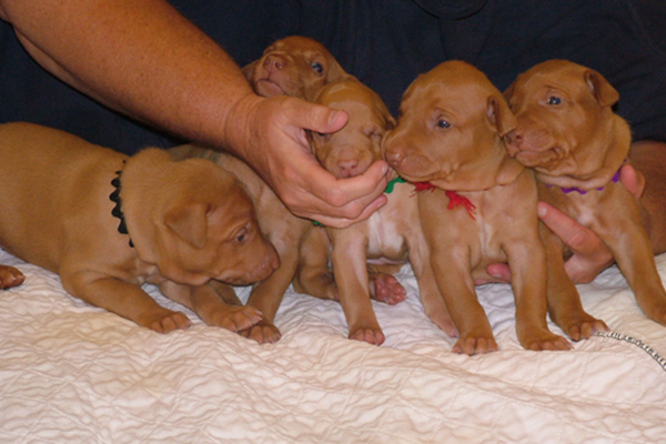 Family o' Five (Icey's pups)