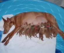 Momma o' Nine