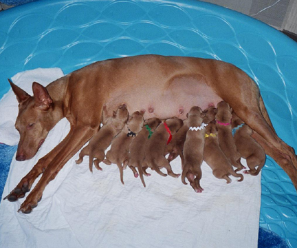 Momma o' Nine