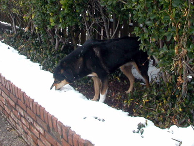 Artemis eats snow!