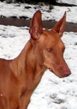 Pretty girl in the Snow