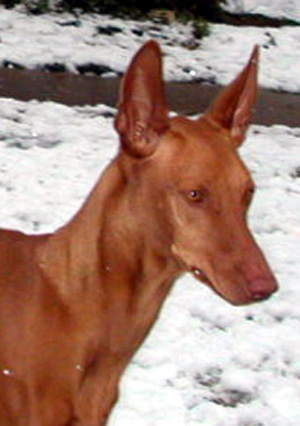 Pretty girl in the Snow