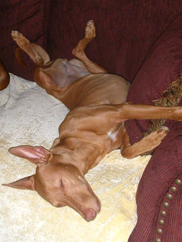 Icey Sleeping