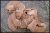 Lompoc Pups