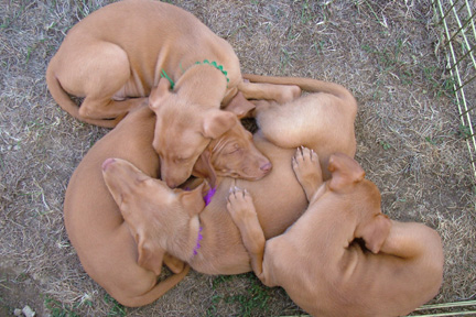 Lompoc Pups