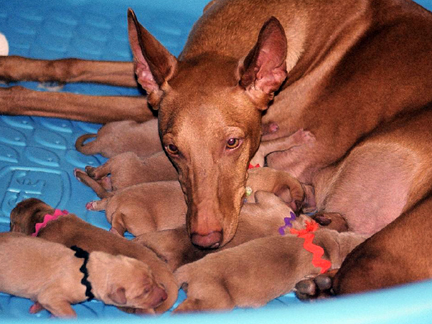 More Mom & Pups