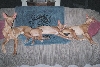 Mom and her Pups