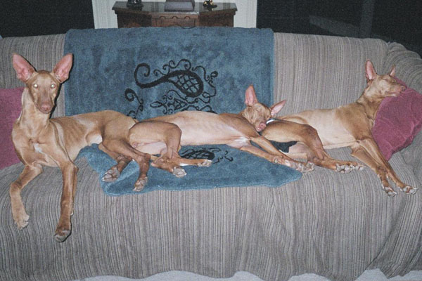 Mom and her Pups