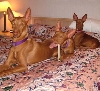 relaxin' in the hotel