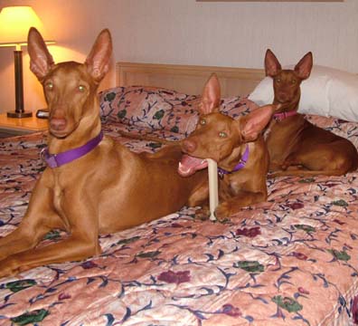 relaxin' in the hotel