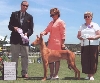 Corsair's BOS Puppy Sweeps pic