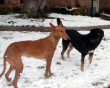 Nefer and Artie check out the white stuff