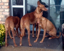 Snow Dogs in TX