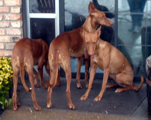 Snow Dogs in TX