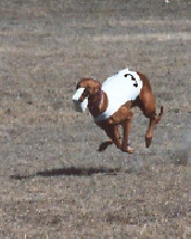 Air Amie in the Air!