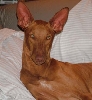 One year old Armani