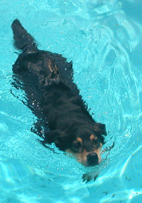 The best swimmer of all