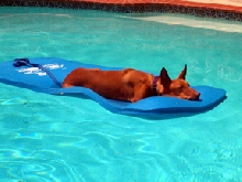 Floatin' in the pool