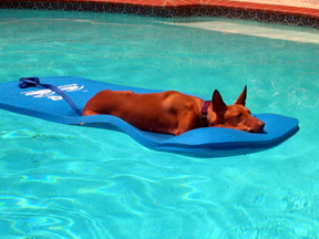 Floatin' in the pool