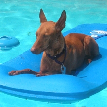More Floatin' in the pool