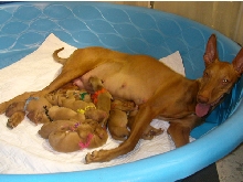 Mom and Pups
