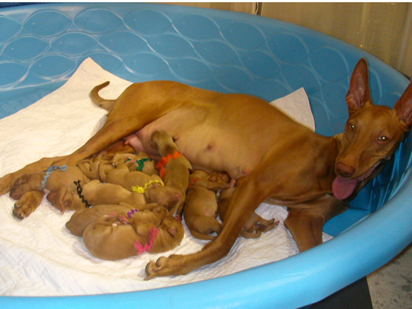 Mom and Pups
