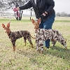Military Pups?!