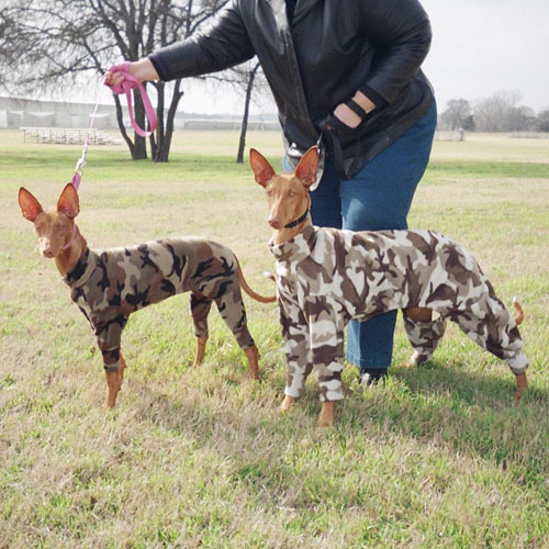 Military Pups?!
