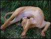 Contortionist Girl