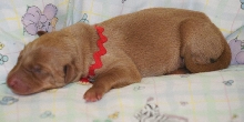 Red String Boy