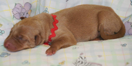 Red String Boy
